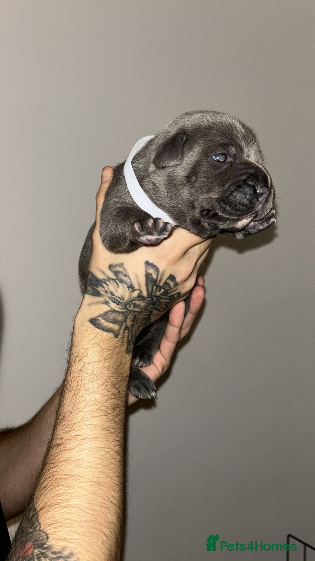 Staffordshire Bull Terrier dogs for sale: Blue staffie puppies   - Advert 16