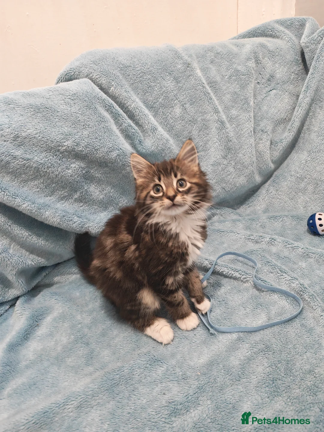 Mixed Breed cats for sale: Beautiful FLUFFY BOY Videos - Advert 2