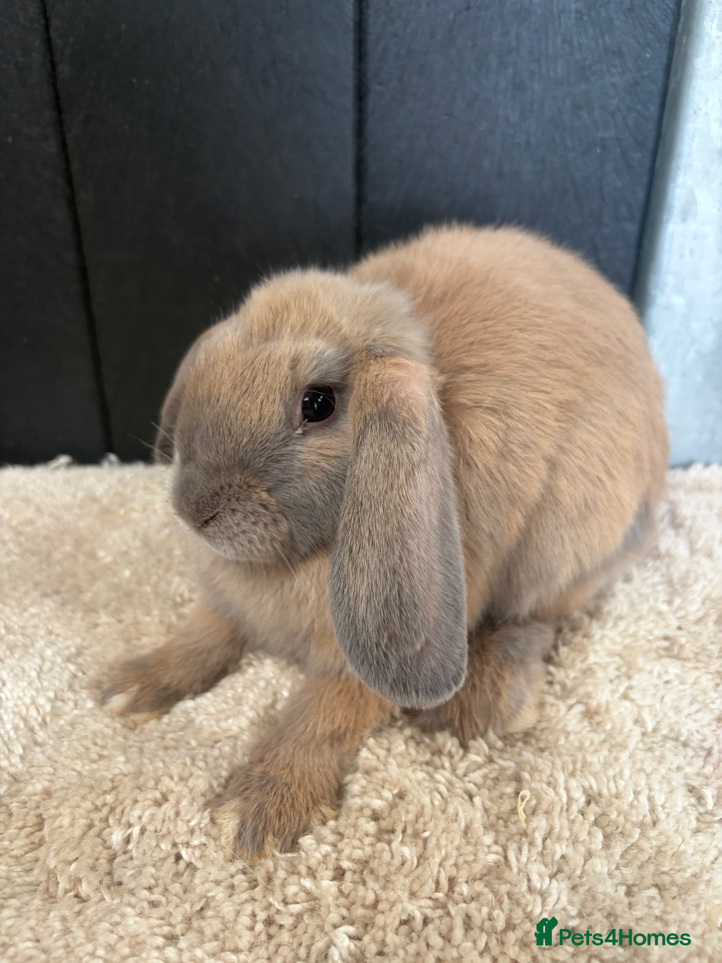 Mini Lop rabbits Stunning bunnies  - Advert 3