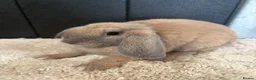 Mini Lop rabbits for sale: Stunning bunnies  - Advert 1