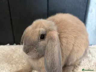 Mini Lop rabbits Stunning bunnies - Advert 3