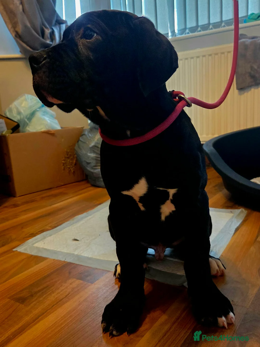 Cane Corso dogs for sale: Merle and brindle cane corso - Advert 7