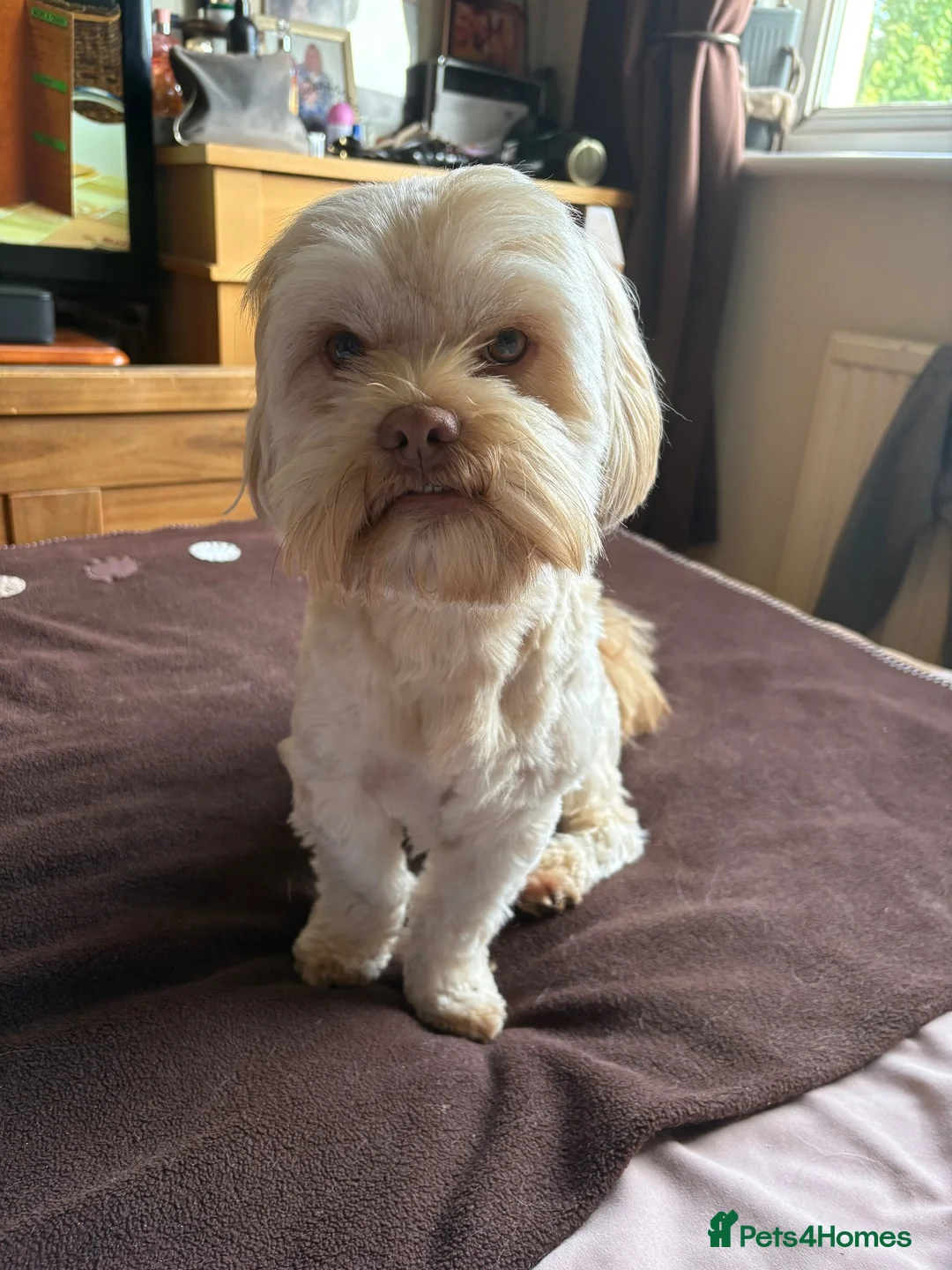 Shih Tzu dogs for stud: Archie the Shitzu available for stud  - Advert 2