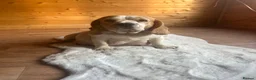 Beagle dogs for sale: STUNNING LITTER OF KC REG CHAMPION LINE BEAGLES  - Advert 10