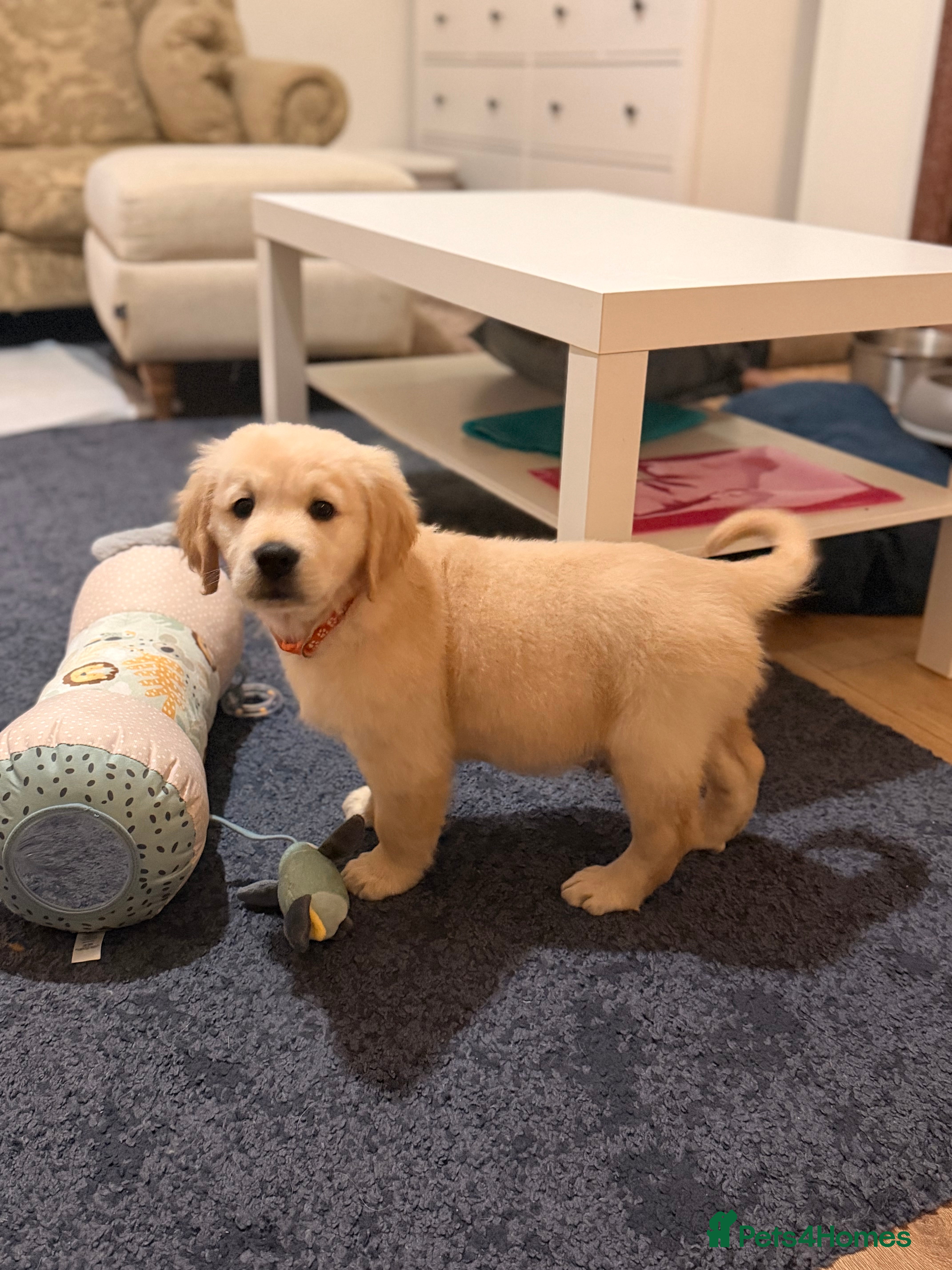 Golden Retriever dogs KC HEALTH TESTED PUPS *1 BOY LEFT* - Advert 1