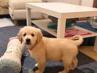 Golden Retriever dogs KC HEALTH TESTED PUPS *1 BOY LEFT* - Advert 1