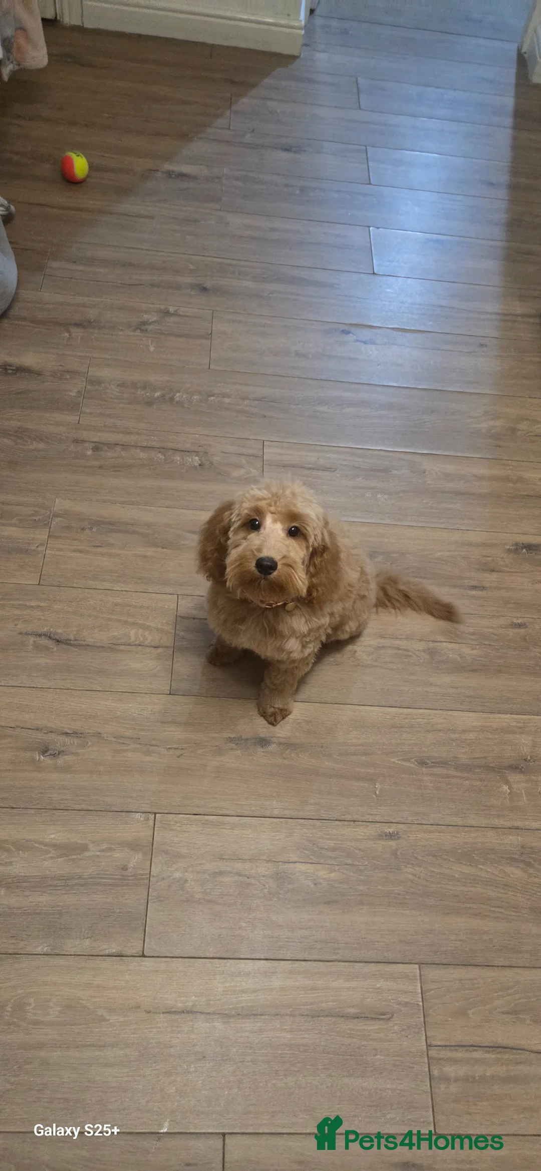 Maltipoo dogs for sale: Puddle mini Maltipoo  in Wigan - Advert 3
