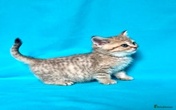 British Shorthair cats for sale: 🐾Purebred BSH kittens🐾 - Image 18