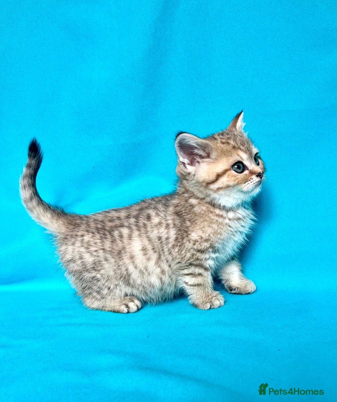 British Shorthair cats for sale: 🐾Purebred BSH kittens🐾 - Image 18