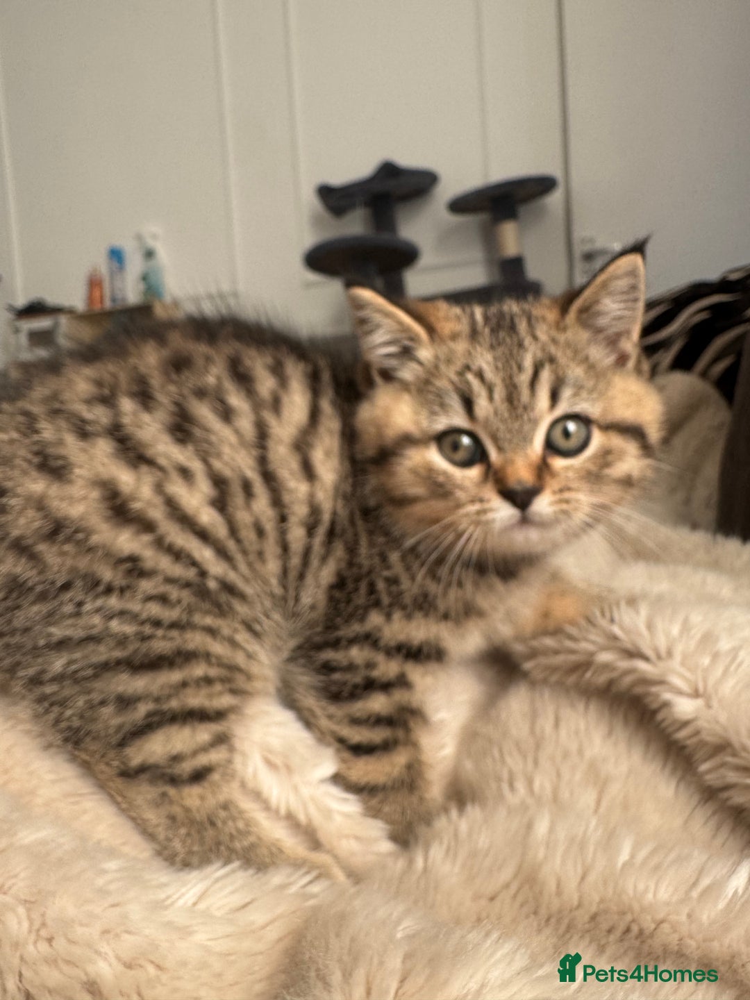 British Shorthair cats for sale: Beautiful BSH Kitten - Nala - Advert 7