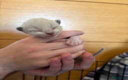 Ragdoll cats for sale: Beautiful ragdoll kittens for sale  - Image 13
