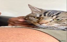 Mixed Breed cats for sale: Gorgeous Kittens - Image 6