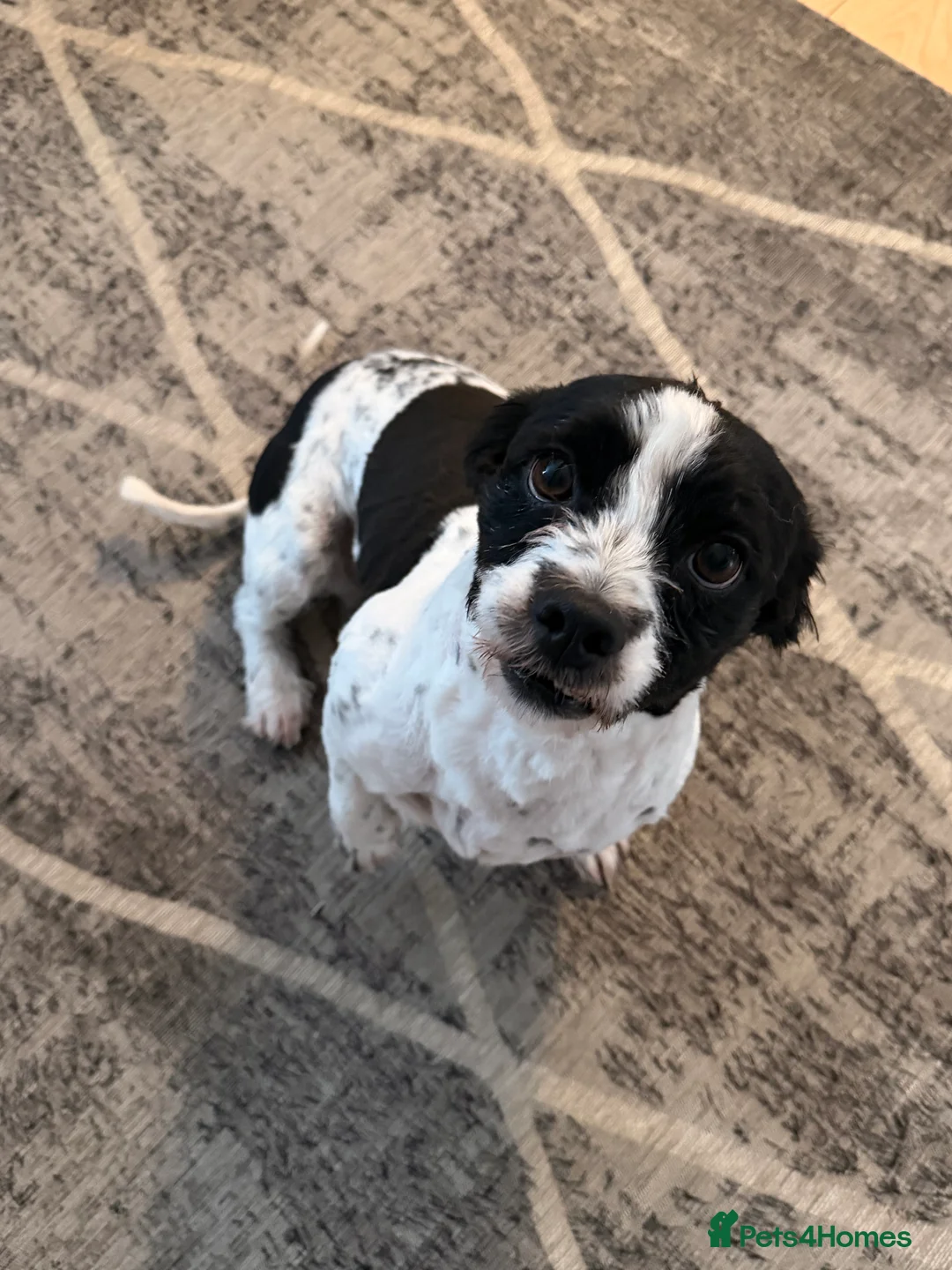 Mixed Breed dogs for sale: Beautiful max looking for a forever home - Advert 5