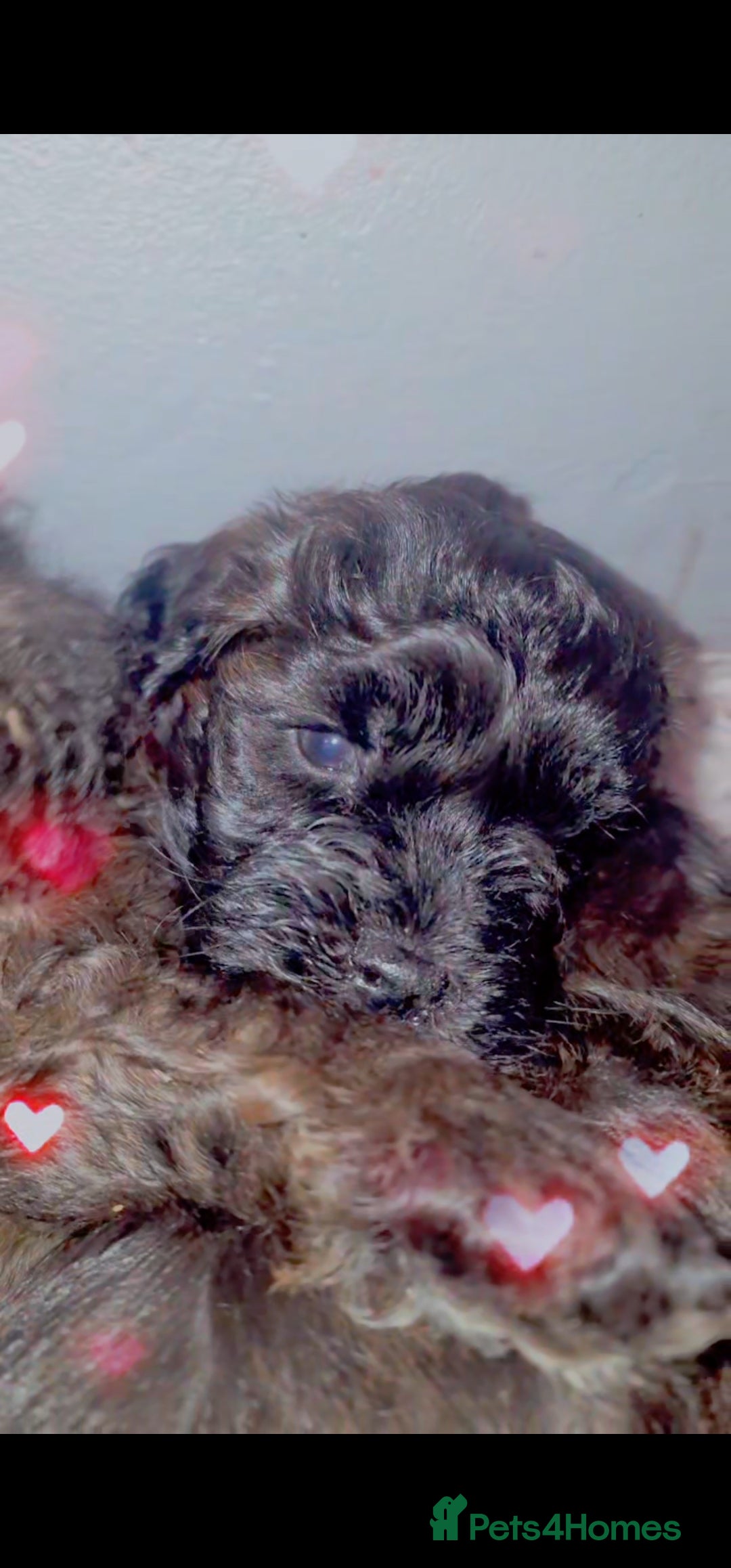 Mixed Breed dogs for sale: Floodle  - Advert 5