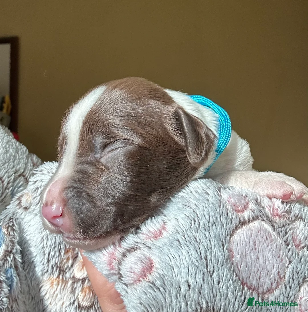 English Springer Spaniel dogs for sale: Stunning KC Reg ESS puppies with FTCH sire. - Advert 14