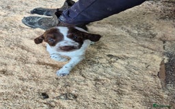 Mixed Breed dogs for sale: Springer spaniel puppies  - Image 16