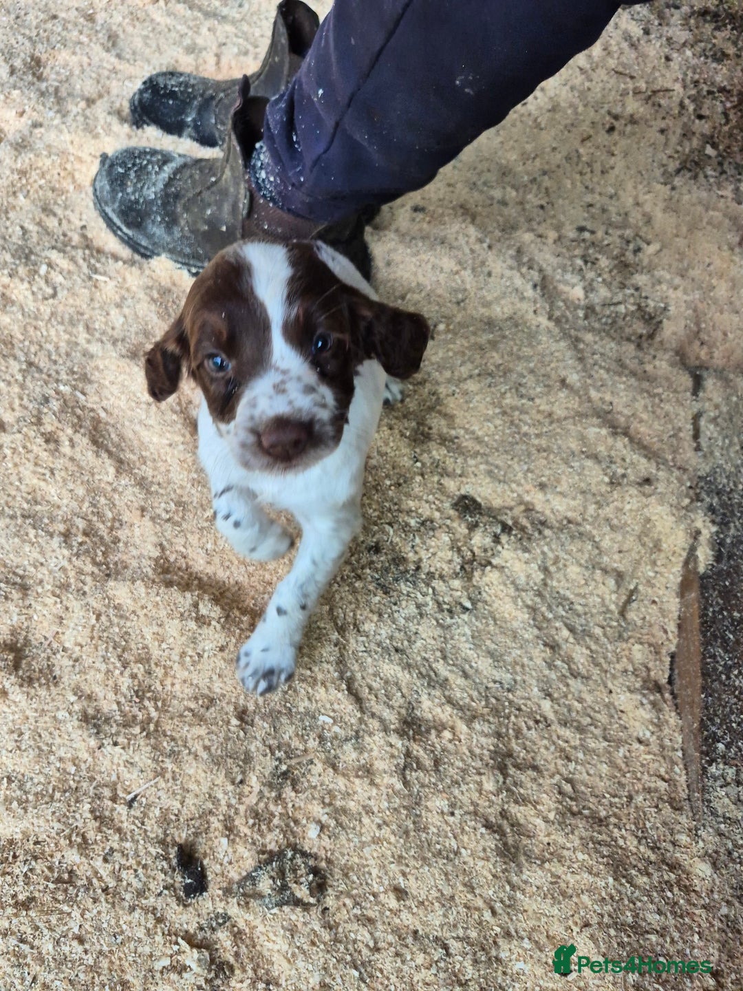 Mixed Breed dogs for sale: Springer spaniel puppies  - Image 16