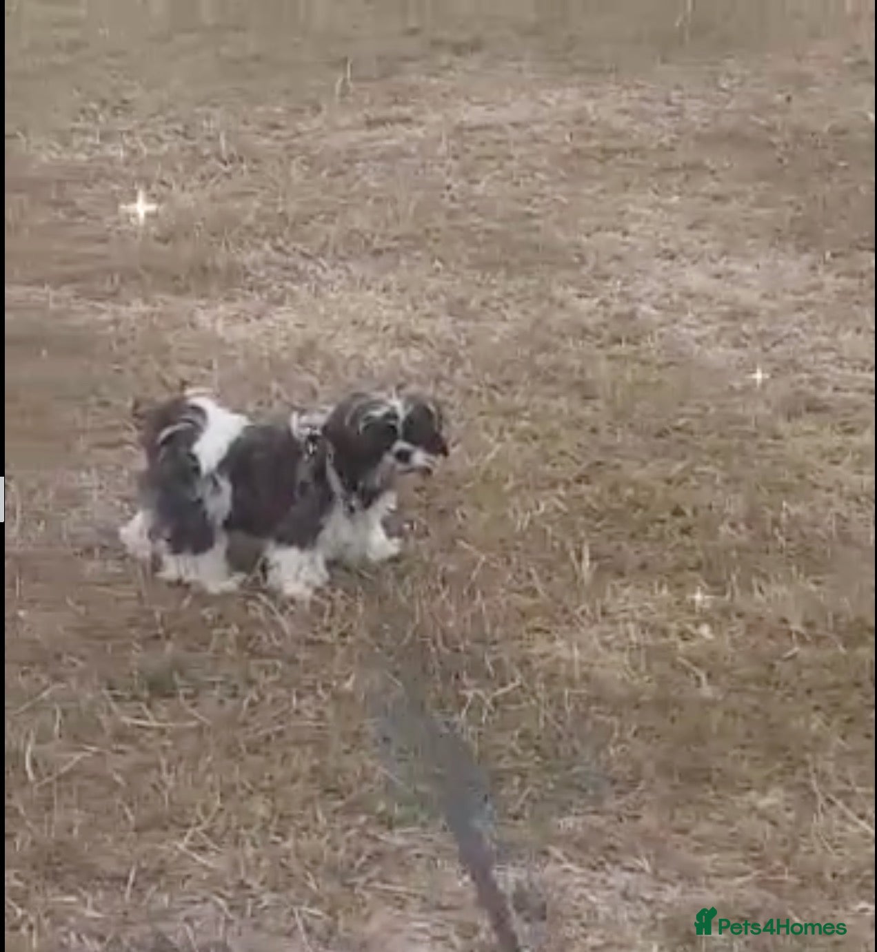 Shih Tzu dogs Beautiful  Shih Tzu puppy needs a loving home - Advert 2
