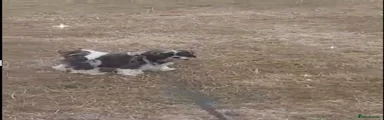 Shih Tzu 1