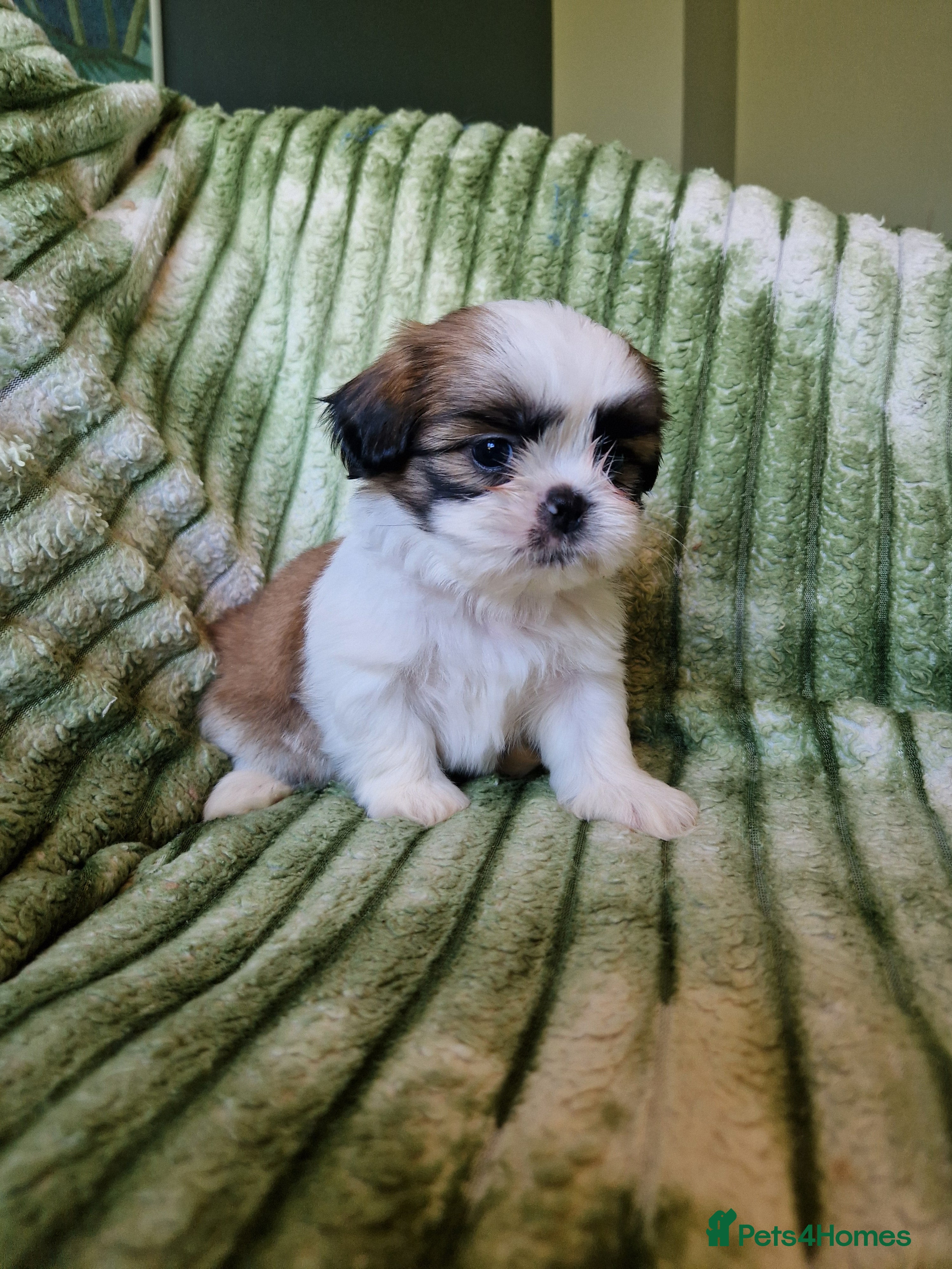 Shih Tzu dogs Miniature Shih-tzu's  - Advert 2