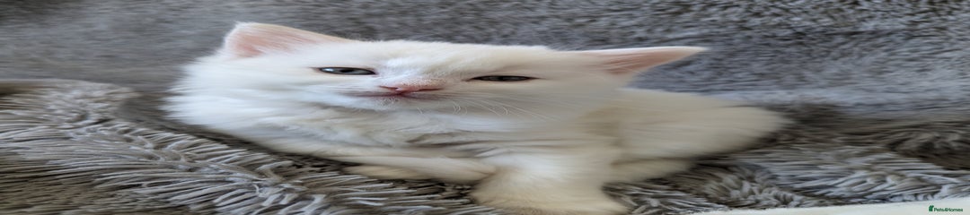 Ragdoll Kitten 3