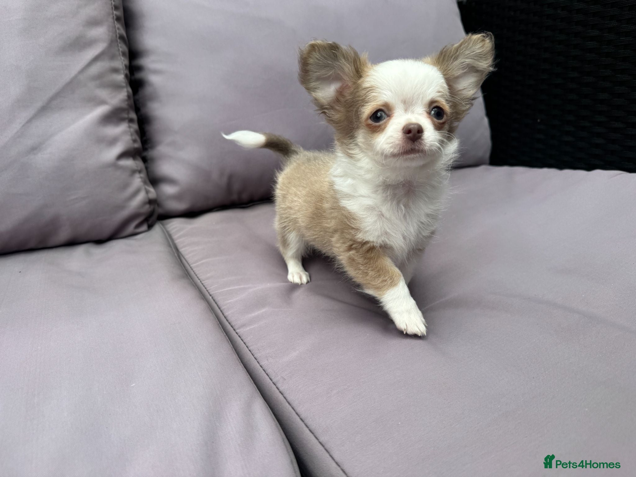 Chihuahua dogs for sale: **PRICE REDUCTION** 🐾🩶 READY TO GO LAST TINY BOY - Advert 1