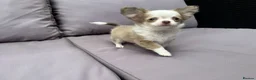 Chihuahua dogs for sale: **PRICE REDUCTION** 🐾🩶 READY TO GO LAST TINY BOY - Advert 1