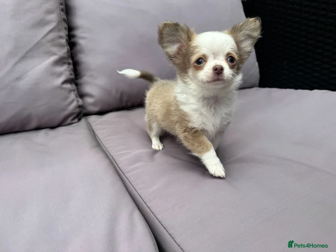 Chihuahua dogs for sale: **PRICE REDUCTION** 🐾🩶 READY TO GO LAST TINY BOY - Advert 1