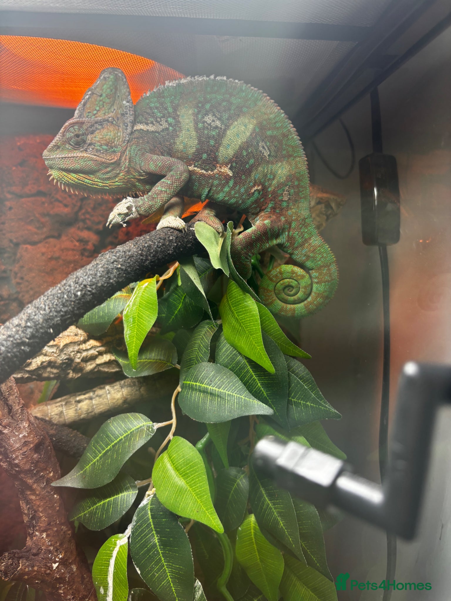 Chameleon reptiles Male Yemen Chameleon  - Advert 9