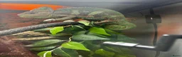 Chameleon reptiles for sale: Male Yemen Chameleon  in Manchester - Advert 1