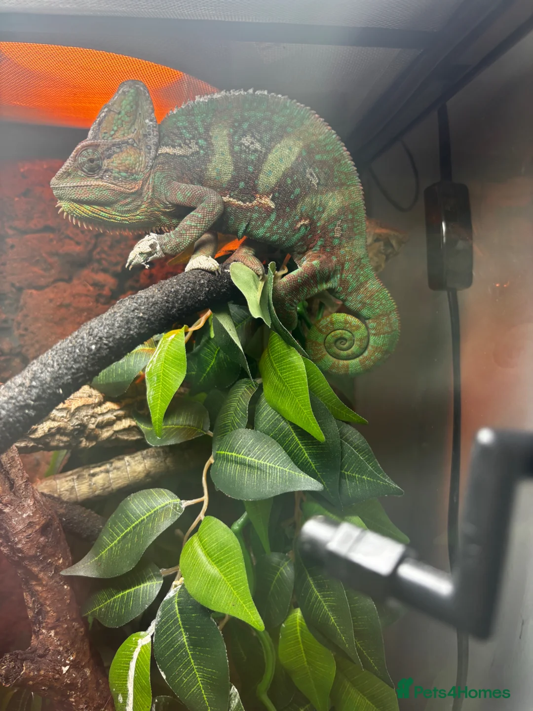 Chameleon reptiles for sale: Male Yemen Chameleon  in Manchester - Advert 1