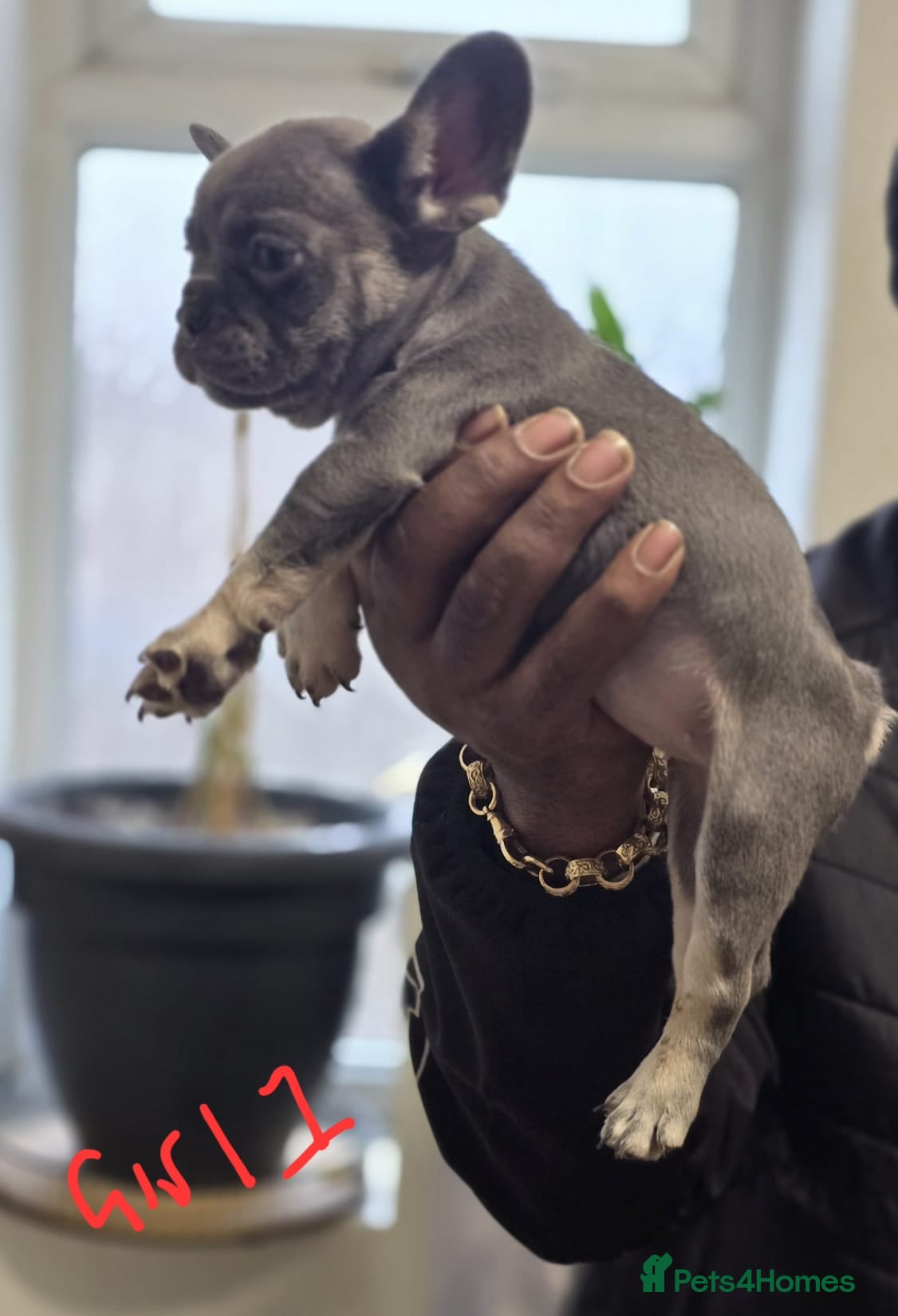 French Bulldog dogs 2girls and 1 boy French bull dogs  - Advert 12