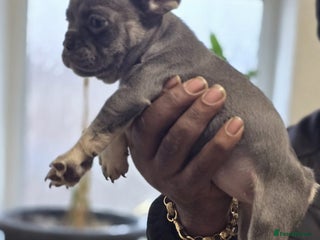 French Bulldog dogs 2girls and 1 boy French bull dogs - Advert 2