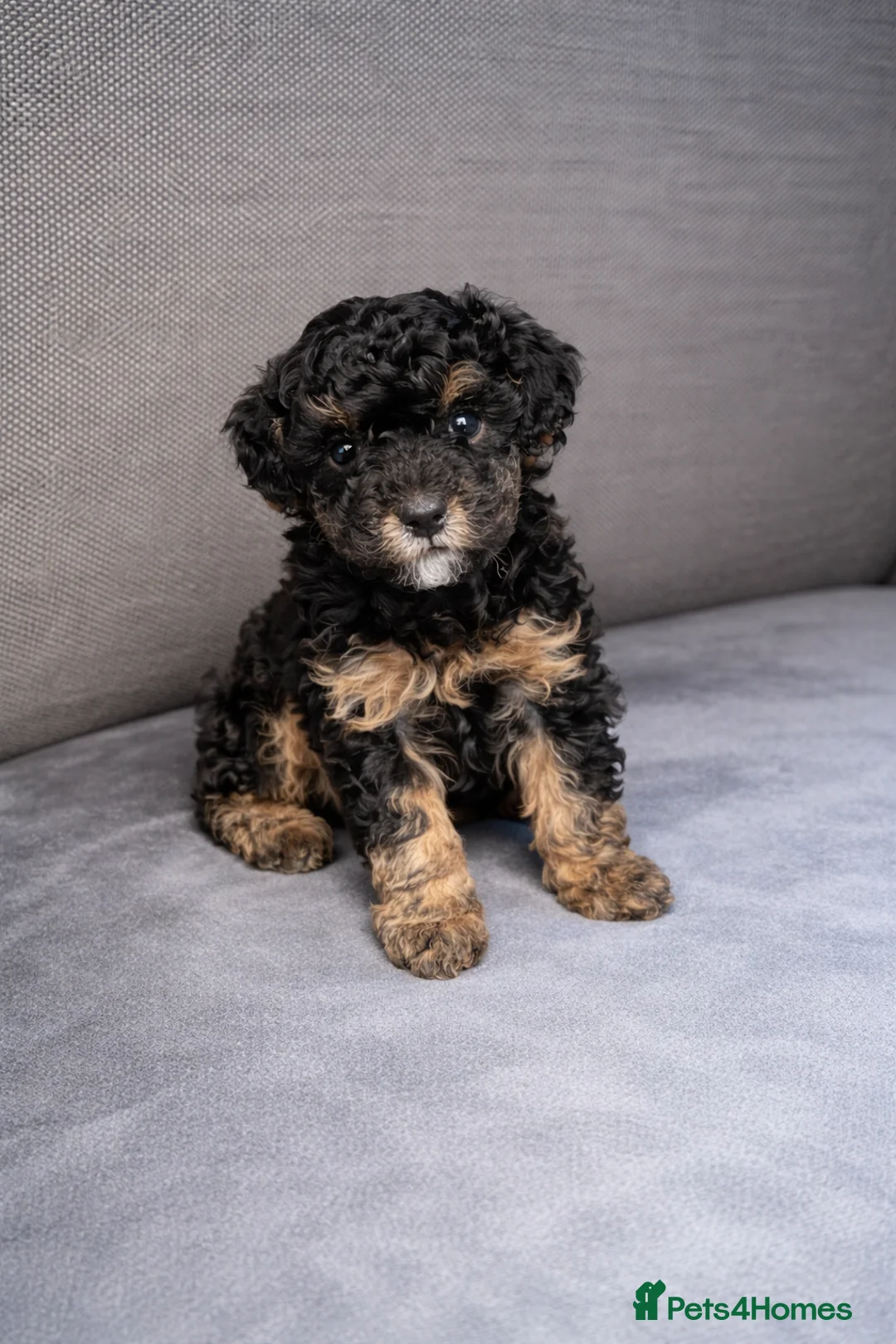 Toy Poodle dogs for sale: Toy poodles 8 weeks old - Advert 2