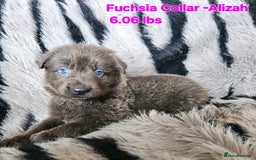 German Shepherd dogs for sale: 🔹️6 Health tested Pedigree gsp's available🔹️ - Image 4