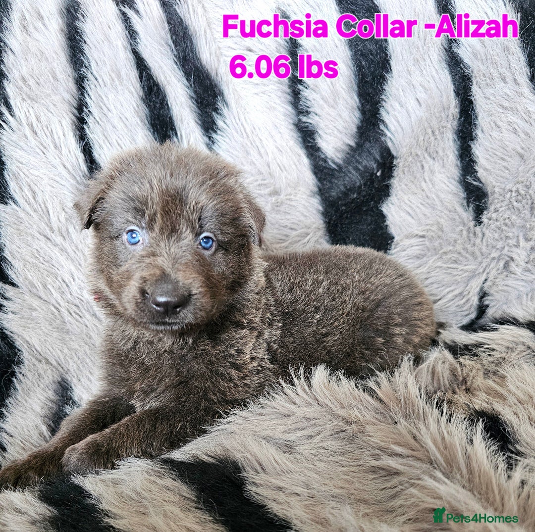 German Shepherd dogs for sale: 🔹️6 Health tested Pedigree gsp's available🔹️ - Image 4
