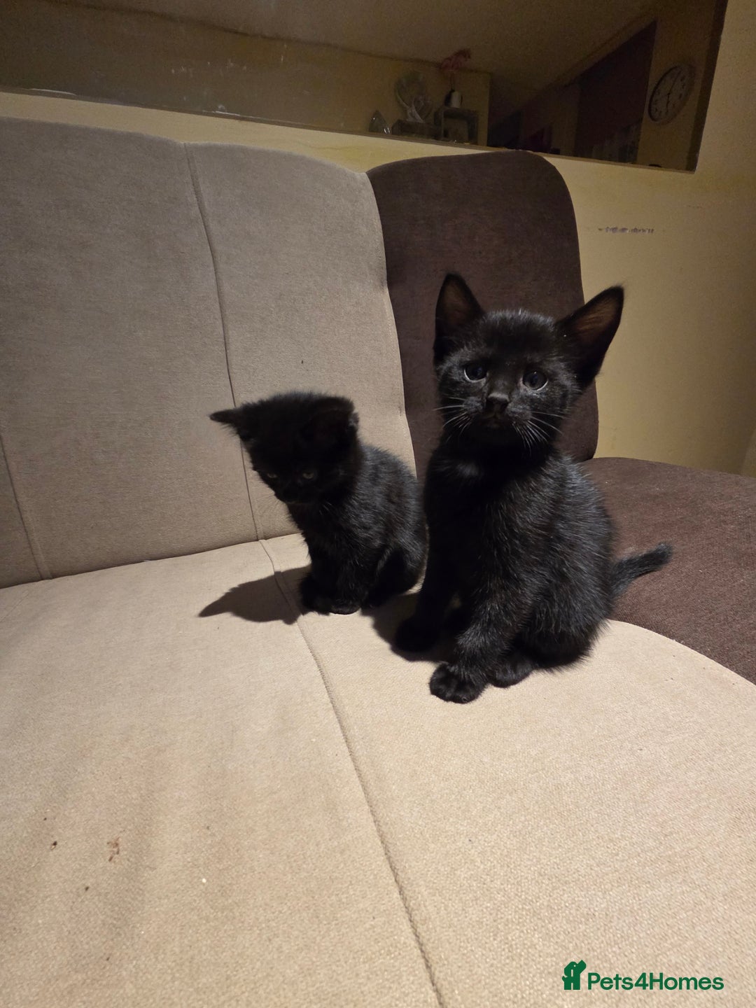 Domestic Shorthair cats for sale: 4 Beautiful Black Female Kittens - 8 Weeks Old - Advert 8