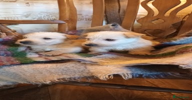 Scottish Terrier dogs KC REGISTERED WHEATON SCOTTISH TERRIERS  - Advert 6