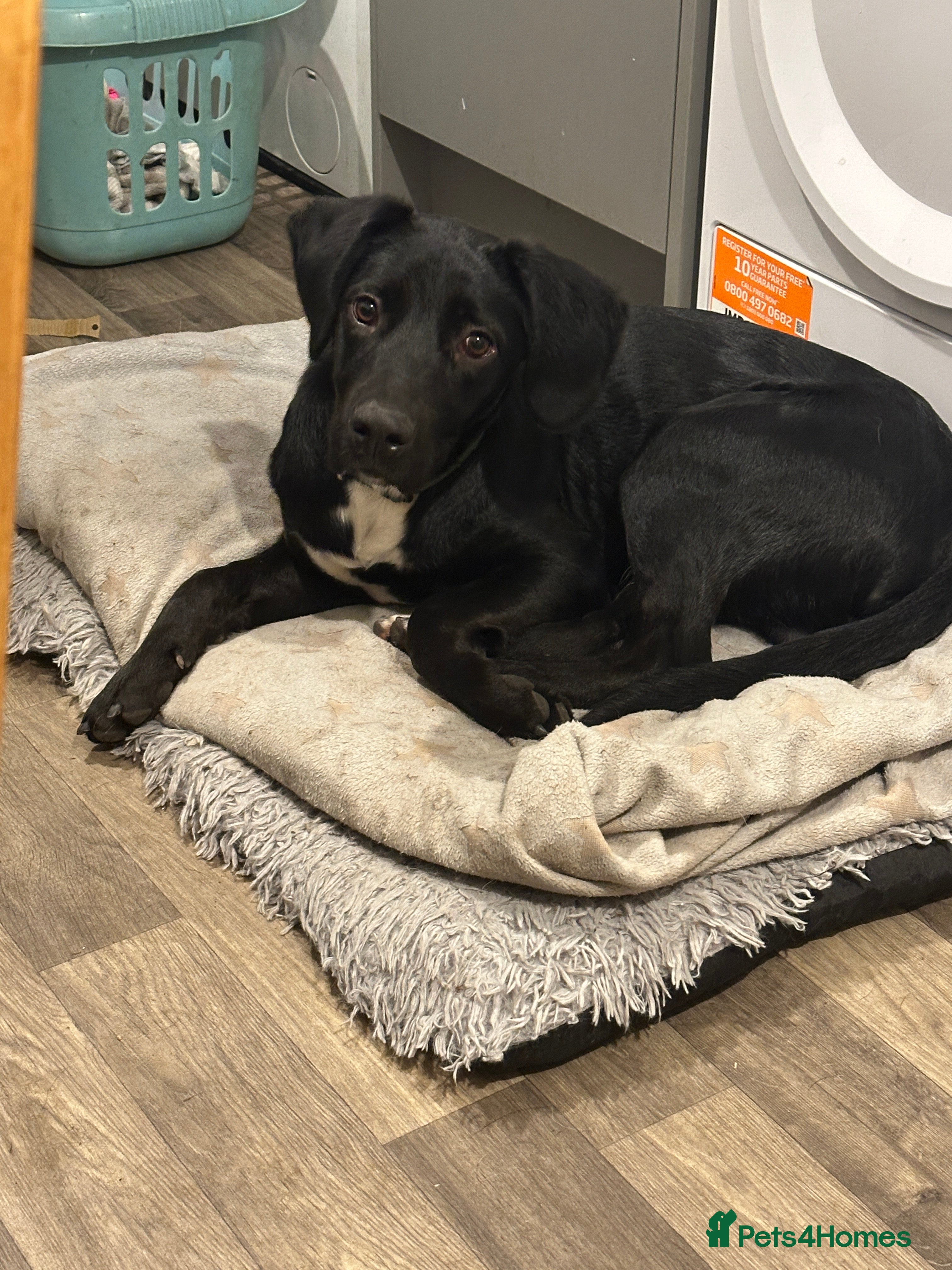 Mixed Breed dogs Beautiful 7 month old male pup - Advert 4