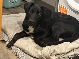 Mixed Breed dogs Beautiful 7 month old male pup - Advert 4