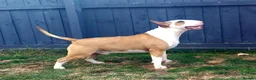 Bull Terrier dogs for stud: Stud English Bull Terrier  - Advert 4