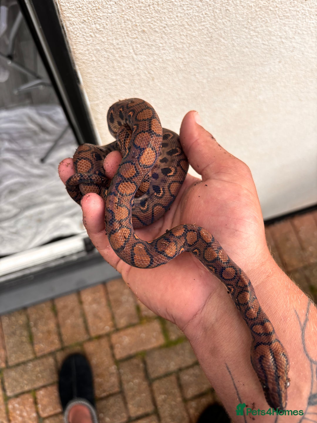 Boa Snake reptiles for sale: Brazilian Rainbow Boa  - Image 5