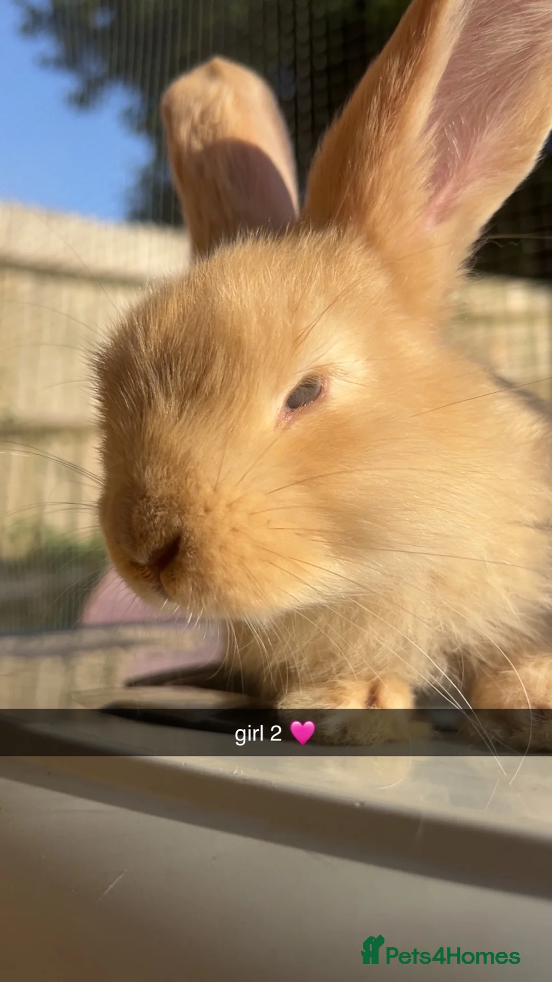 French Lop rabbits for sale: French lop x  - Advert 2