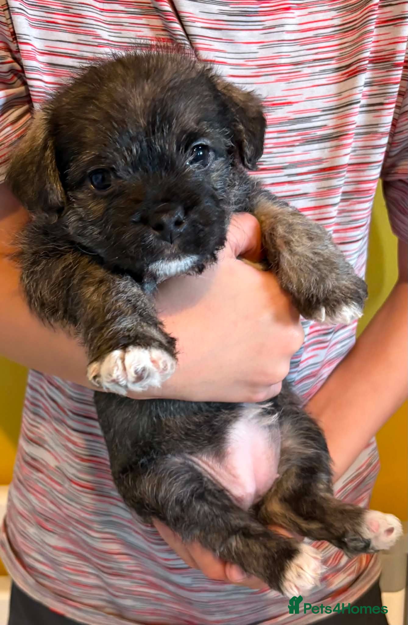 Mixed Breed dogs Pugland Puppies - Advert 1