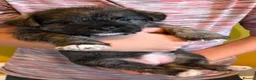 Mixed Breed dogs for sale: Pugland Puppies - Advert 1