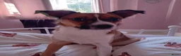 Jug dogs for sale: Beautiful little girl needs her forever home  in Chippenham - Advert 3