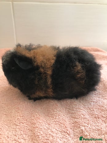 Guinea Pig rodents - Advert 14