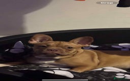 French Bulldog dogs for sale: Saidie 7 month old French bulldog  - Image 3
