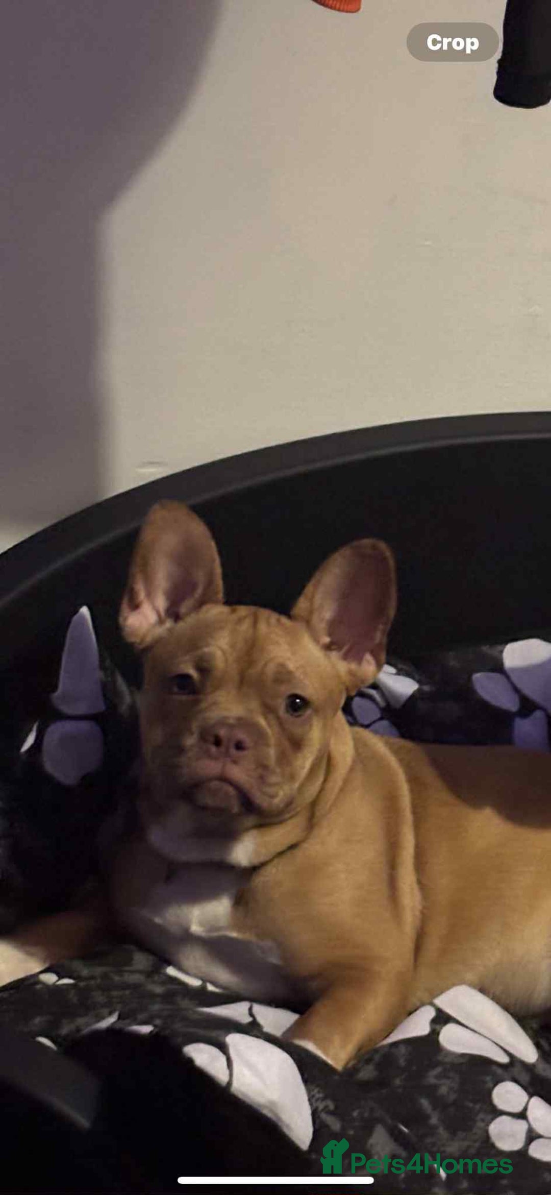 French Bulldog dogs for sale: Saidie 7 month old French bulldog  - Image 3