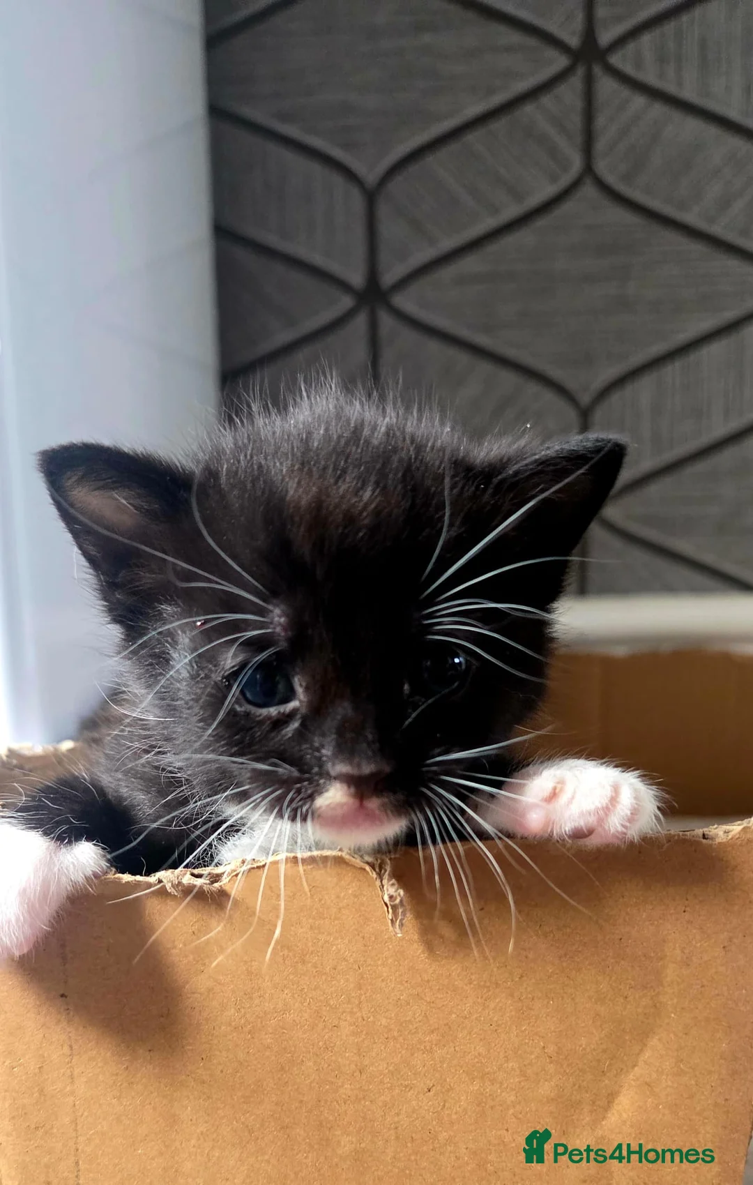 Mixed Breed cats for sale: kittens for sale - Advert 4